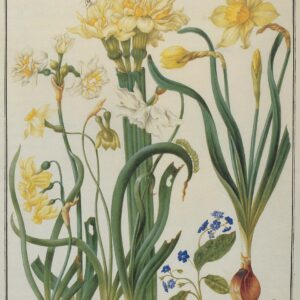 Maria Sibylla Merian Francoforte 1647 - Amsterdam 1717