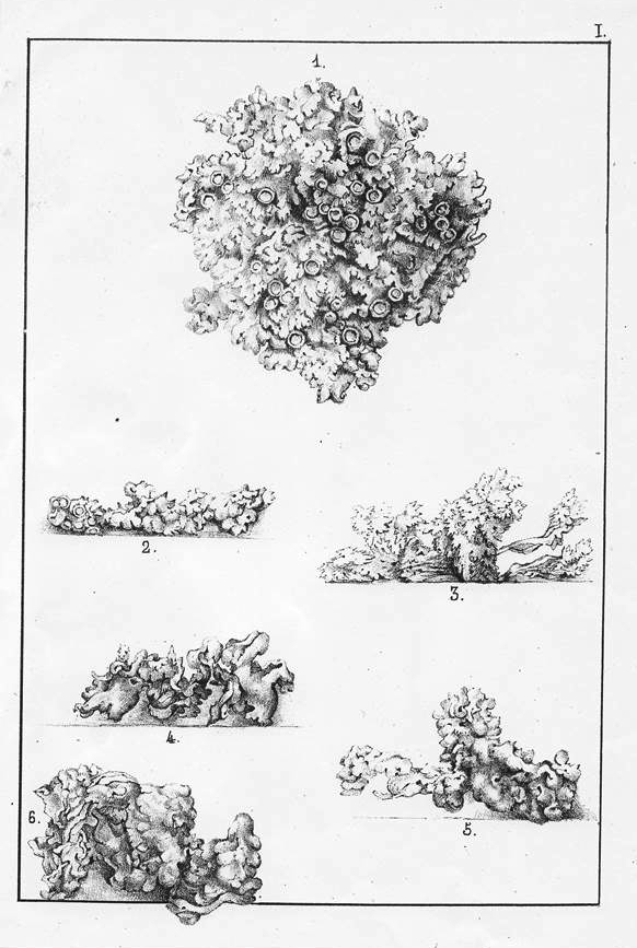 il Collema Pulposum che si trasfoma in Nostoc Comune è stato scoperto e catalogato da Elisabetta nei Giardini di Boboli a Firenze nel 1857.